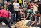 Babinsa Kawal Distribusi Daging Kurban Jumbo 1,2 Ton di Masjid Agung Kota Tasikmalaya, Ribuan Warga Tersenyum Bahagia